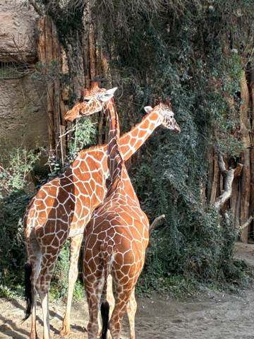 Züri Zoo, Bild 2