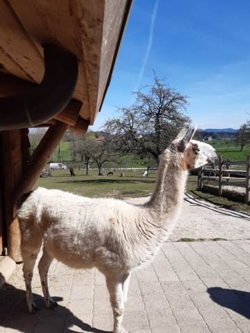 Kleine Wanderung Zuckenriet – Entetswil – Olmerswil – Zuckenriet, Bild 4
